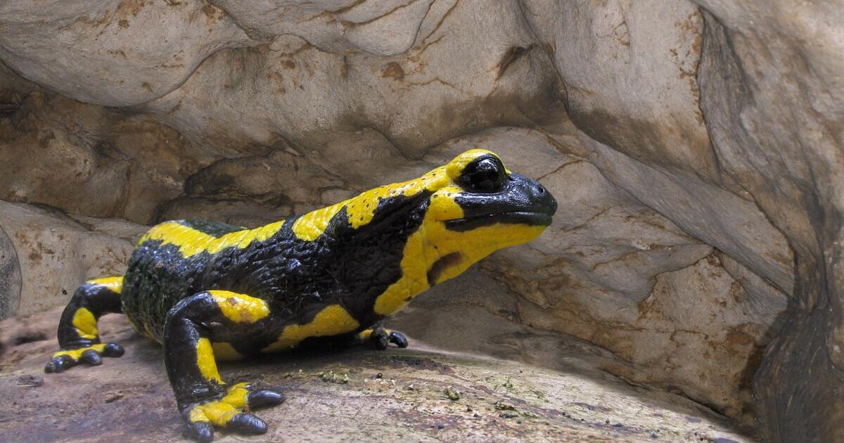 Tutul Leopardenbambus – 200 Cm Lang, Gelb-schwarz Gefleckt, Durchmesser 7–8 Cm, Für Möbelbau & Deko