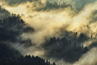 Luftbild eines dichten Waldes, die Bäume sind vom Nebel umwabert, auf den Sonnenlicht trifft.