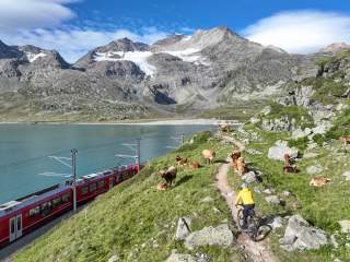 Gravelbiker fährt auf Trail durch Berglandschaft und Kühe, links ist ein See, an dem ein roter Zug vorbeifährt