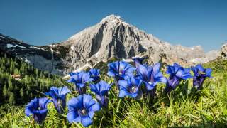 Enzian am Halleranger mit Kleinem Lafatscher, Karwendel