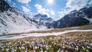 Krokusse im Stubaital. Foto: Heinz Zak
