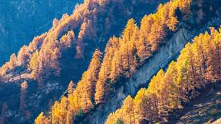 Lärchen im Virgental, Osttirol. Foto: Heinz Zak