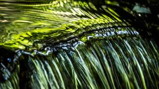 Fern Spring, Yosemite Valley. Foto: Heinz Zak
