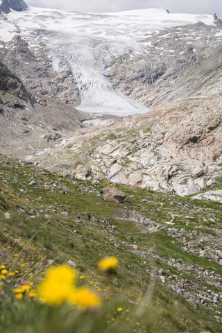 Im Hintergrund eine schmale Gletscherzunge und eisfreies Gletscherbett, im Vordergrund grüne Wiese und unscharfe gelbe Blumen