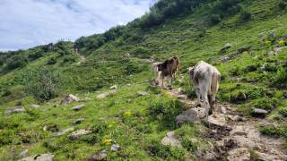 Kühe laufen Wanderweg entlang