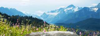 2205_dav_shop_carousel_hintergrundbild_sommeranfang.jpg