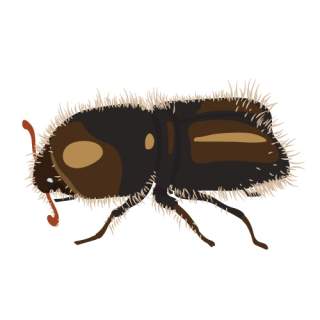 Illustration Borkenkäfer