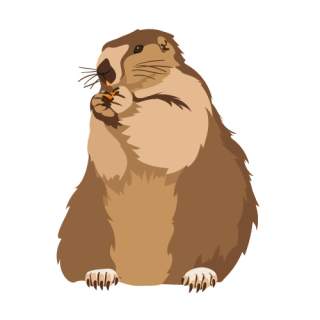 Illustration Murmeltier