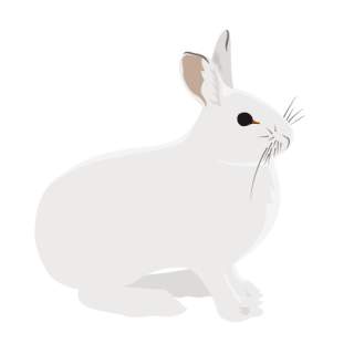 Illustration Schneehase