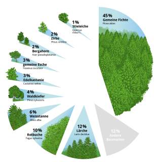 Grafik: Vorkommen der verschiedenen Baumarten