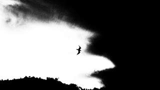 Schwarz-weißes Bild eines Vogels, der vor dramatisch kontrastierenden Wolken über einer Hügelkette fliegt.