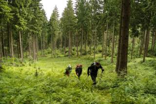 Drei Menschen wandern durch Wald