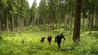 Drei Menschen wandern durch Wald