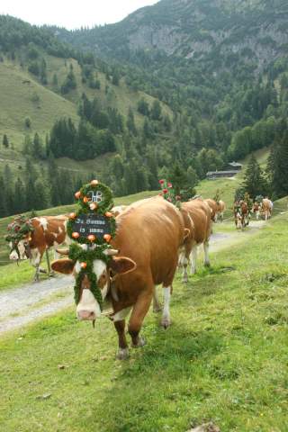 Almabtrieb auf der Königsalm. Foto: Alpenregion Tegernsee Schliersee