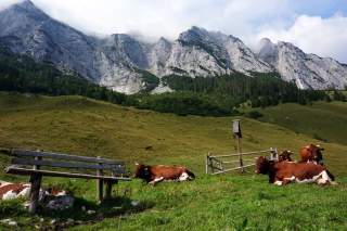 Almwirtschaft auf der Halsalm in den Berchtesgadener Alpen. Im Hintergrund die Felswände der Reiteralm
