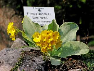 Gelbe Blume in Alpengarten