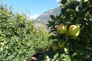 Apfelplantage im Vinschgau