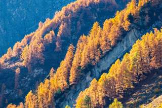 Lärchen im Herbstkleid