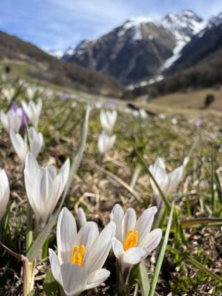 Nahaufnahmen von weißen Krokusblüten mit orangen Staubgefäßen auf einer Wiese, im Hintergrund schneebedeckte Berge unter blauem Himmel.
