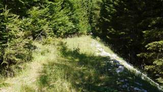 Überwucherte Forststraße - Aufgelassene Forststraßen im Hintergebirge sind innerhalb weniger Jahre überwuchert und der Wald greift von beiden Seiten zu. Foto: Georg Hohenester