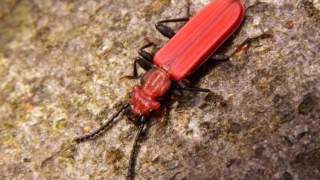 Scharlach-Plattkäfer - Der seltene Scharlach-Plattkäfer (Cucujus cinnaberinus) hat sich auf das Leben in totem Holz spezialisiert. Foto: NPK