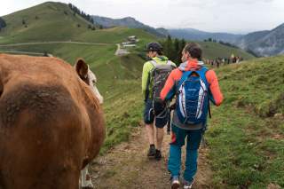 Zwei Wanderer laufen auf Bergweg an Kuh vorbei