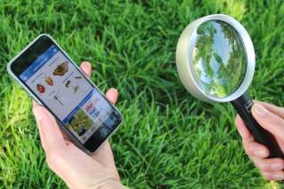 Handy mit App Insektensommer