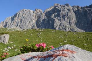 Blick auf eine grüne Almwiese mit blühenden Almrosen und verstreut liegenden Felsbrocken im Vordergrund, im Hintergrund ragen markante, graue Bergklippen unter blauem Himmel empor.