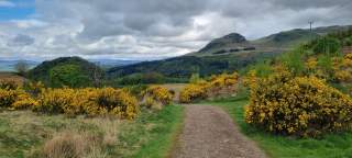 Wilder Ginster am Anfang des West Highland Way