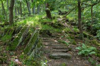 Pfad führt durch den Wald