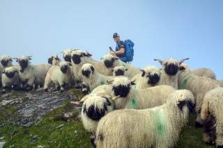 Schafe und Wanderer am Berg