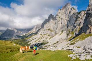 Wanderer mit Kuh vor Felswand