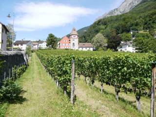 Weinreben mit Dorf im Hintergrund