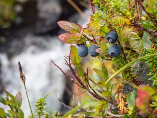 Nahaufnahme von Blaubeeren am Strauch