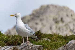 Möwe am Rastplatz