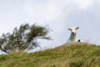 Walisisches Schaf