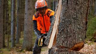 Ein Forstarbeiter in orangefarbener Schutzkleidung & Helm fällt mit einer Kettensäge einen Baum.