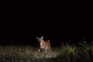 Luchs, aufgenommen durch eine Fotofalle