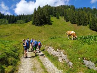 Gruppe auf Wanderweg mit Kuh