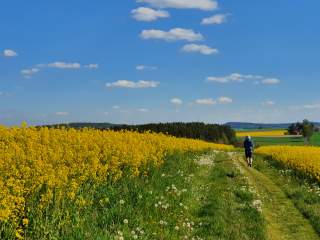 Wanderer auf kleinem Pfad durch blühende Wiese