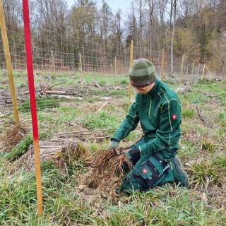 Mann beim Baum pflanzen