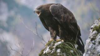 Steinadler sitzt auf Stein