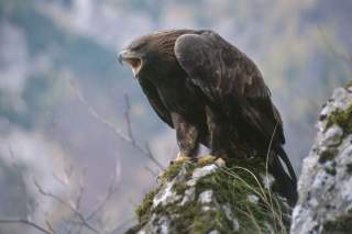 Steinadler sitzt auf Stein