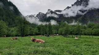 Kühe auf der Sommerweide der Alpe Veglia