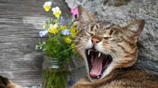Katze auf der Alpe Veglia