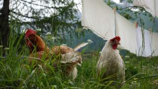 Hühner auf der Alpe Veglia