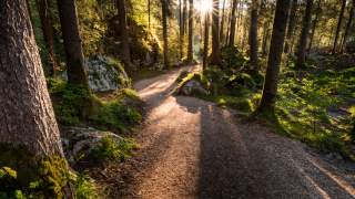 Sonnenstrahlen die sich durch die Bäume schieben, der Boden und die Steine sind von Moos bewachsen.