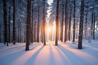 Sonnenuntergang im verschneiten Wald