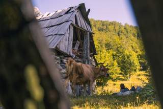 Kuh steht vor alter Hütte auf Wiese