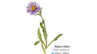 Illustration einer Alpen-Aster
